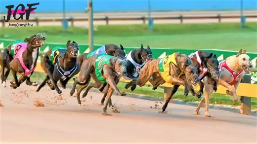 The Oldest Prestigious Greyhound Races in the World