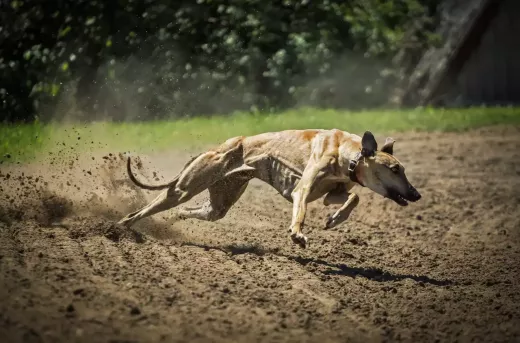 10 Fastest Greyhounds and Their Remarkable Achievements