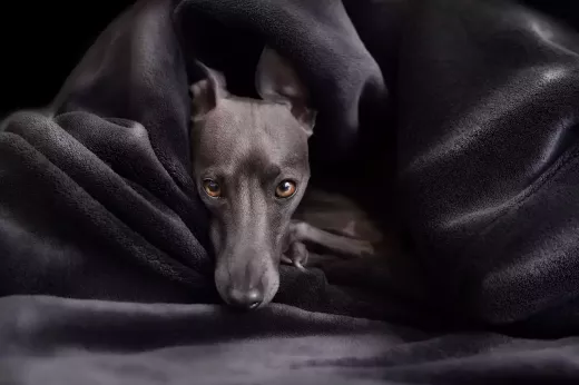 Nutritional Needs of Racing Greyhounds: An Expert Guide