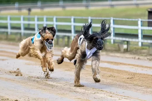 International Greyhound Racing Destinations